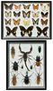 Two Framed Insect Specimen Mounts, 20th c., one with 11 specimens; the second with 18 butterfly specimens, Butterfly- H.- 13 7/8 in., W.- 17 7/8 in.. 