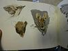 A collection of wildlife drawings and sketches, circa 1950s-60s, in three sketchbooks and loose, som