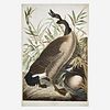 [Prints] Audubon, J(ohn). J(ames). Canada Goose