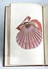 DONOVAN (Edward) The Natural History of British Shells, in 5 volumes, 1800-04, 8vo, with 180 hand co