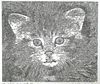 GUILLAUME AZOULAY, Kitten Etching