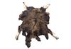 Montana Professional Taxidermy Tanned Moose Hide