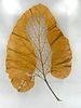 Janet Pihlblad, Cut Burdock Leaf, Foot