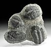 Four Trilobite Phacops Fossils in Stone Matrix