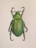 LAURIE GIBERSON, Green Beetle