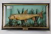 Trophy Fish Diorama "Caught by Mr. F. Edgell, Beeston, Notts. Barbel 7 lbs. 10 oz. July, 1913"