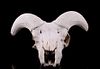 Alaskan Dall Sheep Professional Taxidermy Skull