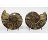 PAIR OF POLISHED AMMONITE SLICES
