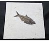 LARGE HIGH DETAIL FISH FOSSIL PLATE