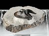 Fossilized Harpes Trilobite w/ Stone Matrix