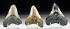 Three Fossilized Megalodon Teeth w/ Nice Patina