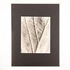 Gelatin Silver Print, Leaf