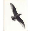 Gelatin Silver Print, Soaring Seagull