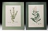 Pair of 19th C. French Redoute Botanical Engravings