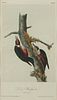 John James Audubon "Lewis' Woodpecker " Print