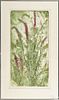 Engraved botanical, titled Lupine Memory, signed indistinctly lower right, 23 1/4'' x 11 1/2''.