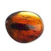 A piece of natural Burmese golden brown amber with bamboo leaf inclusion. The polished piece of ambe
