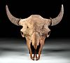 Large Fossilized North American Bison Skull