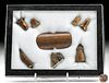 16th C. Pre-Contact Inuit Walrus Ivory, Bone Tools (8)