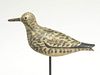 Rare black bellied plover in winter plumage, Clarence Gardner and Newton Dexter, Little Compton, Rhode Island, last quarter 19th century.
