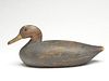Rare black duck, Alma Fitchett, Smith island, Virginia, last quarter 19th century.