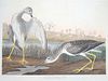 John James Audubon (1785-1851), Tell-tale Godwit or Snipe (PLATE CCCVIII).