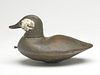 Ruddy duck, William Bailey Barco, Currituck, North Carolina.