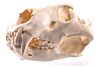 Professional Taxidermy African Male Lion Skull