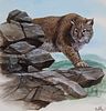 Don Balke (B. 1933) "Bobcat" Watercolor