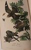 RARE AUDUBON BOOK BIRDS OF AMERICA 1839