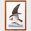After John James Audubon (1785-1851): Fish Hawk or Ospry