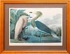 After John James Audubon (1785-1851): Purple Heron