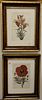 Six Piece Framed Group, to include four digital botanical prints, "Tulip Serotina Major", "Peonia Flore Symplici", "Papaver Orientale", and "Lilium Bu