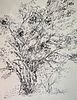 Peter Takal (1905-1995) Ink – Study of a Tree