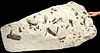 Rare Fossilized Plagiolophus 3-Toed Horse Bones Matrix