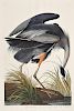Audubon, John James (1785-1851) The Birds of America,   Abbeville Press Facsimile.