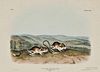 Audubon, John James (1785-1851) Pouched Jerboa Mouse,  Plate CXXX.