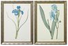Pierre-Joseph Redoute (1759-1840, Belgian/French), "Iris pallida," Plate 24, and "Iris xiphiodes," Plate 29, 20th c., presented in silver-painted wood