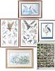 Northern Shoveler Watercolor and Birds of Prey