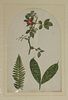 A quantity of original botanical studies in