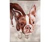 LUCY THE BOSTON TERRIER GICLEE ON CANVAS