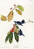 John James Audubon (After) - Azure Warbler