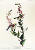 John James Audubon (After) - Chestnut Sided Warbler