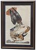 Audubon "Red-tailed Hawk" Plate 51, Robert Havell