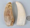 Two Antique Whale Teeth