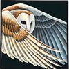 LINDSAY NYGAARD, Barn Owl in Flight