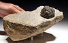 Rare Fossilized German Permian Stromatolite Ball Colony
