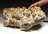 Rare Oligocene Stromatolite Cyanobacteria Fossil Colony