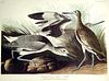 John James Audubon (After) - Semiplmated Snipe or