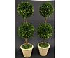 PAIR OF PRESERVED BOXWOOD DOUBLE SPHERE TOPIARY